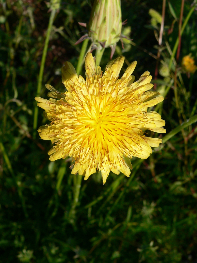 Large-flowered Agoseris