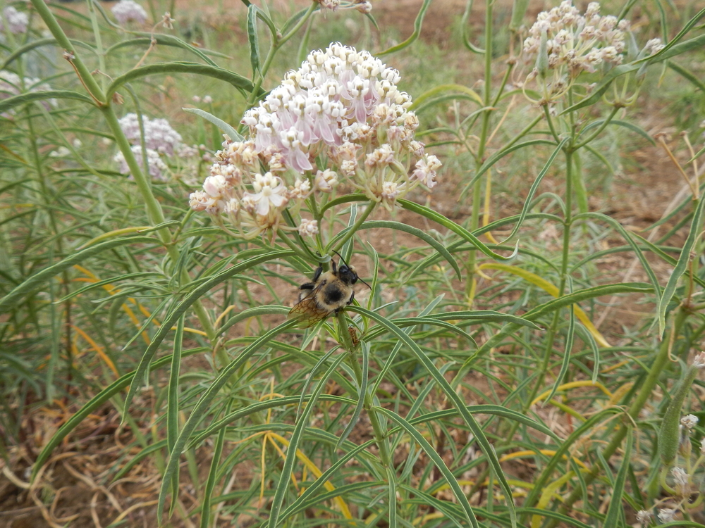 Narrow-leaf Milkweed