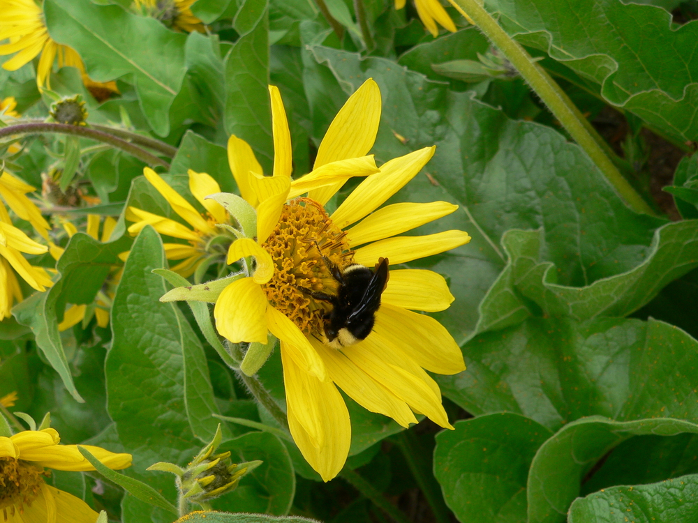 Deltoid Balsamroot