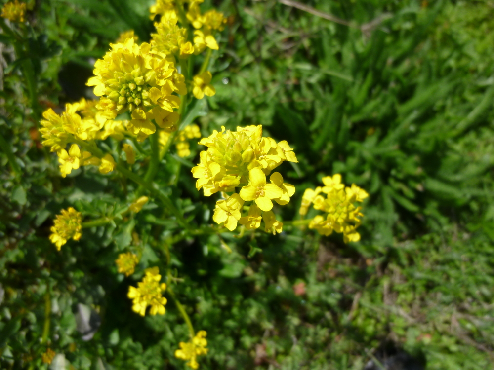 American Yellowrocket - Barbarea orthoceras - Wholesale