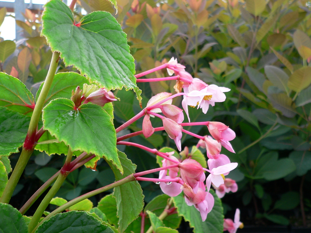 Heron's Pirouette Begonia