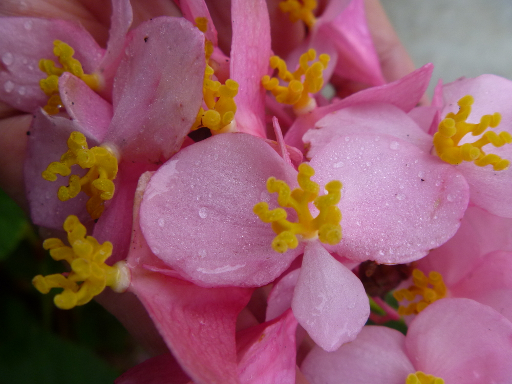 Heron's Pirouette Begonia