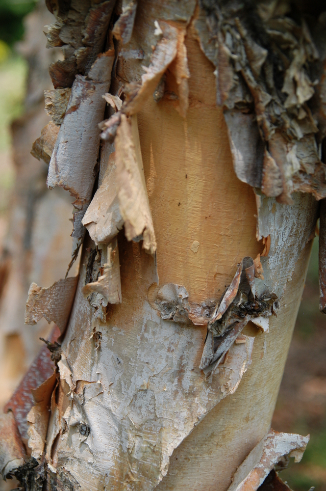 Heritage River Birch