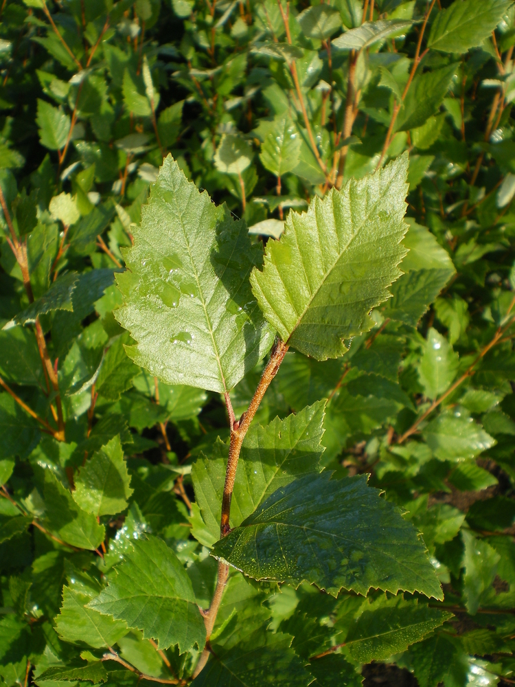 Dura-Heat River Birch