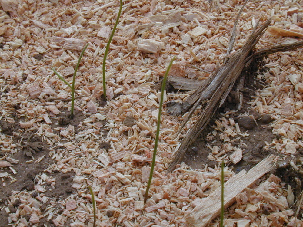 Harvest or Crown Brodiaea