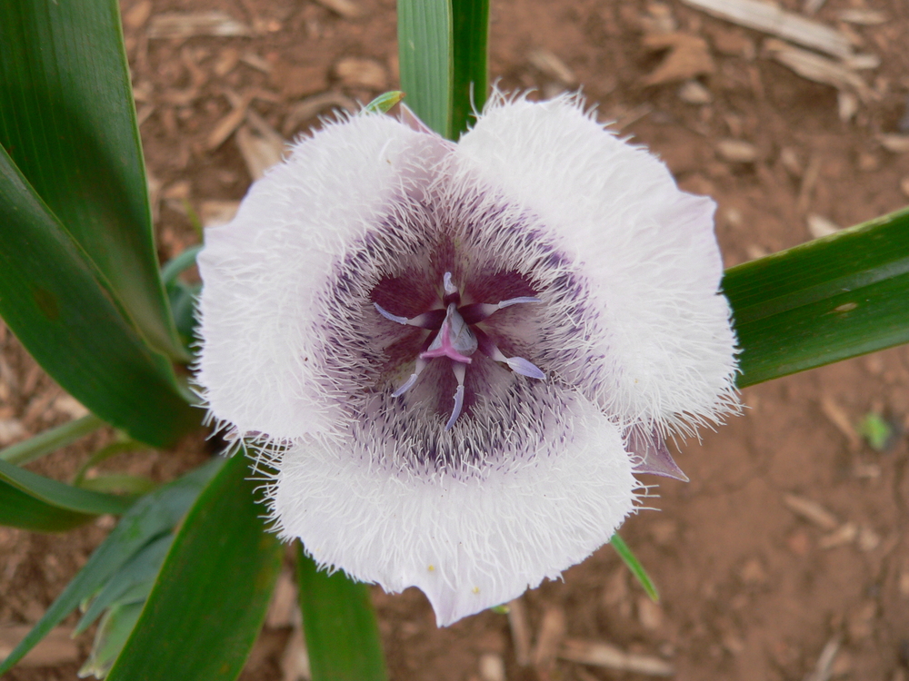 Cat's Ear - Calochortus tolmiei -