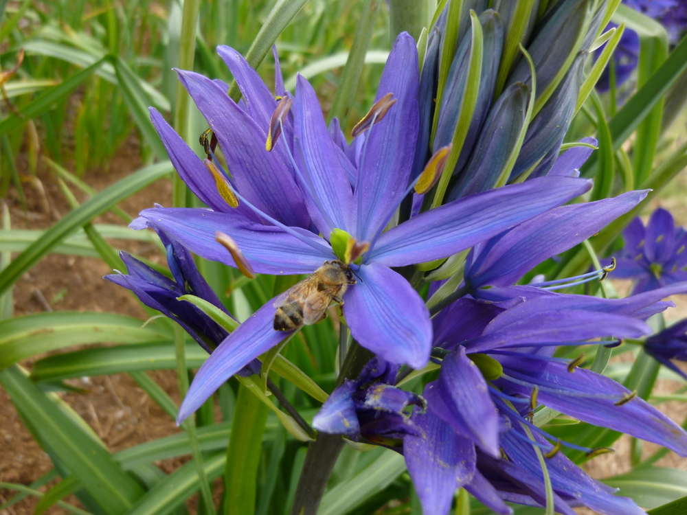 Leichtlin's or Great Camas