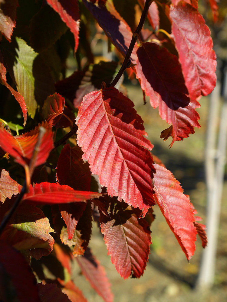 American Hornbeam, Musclewood