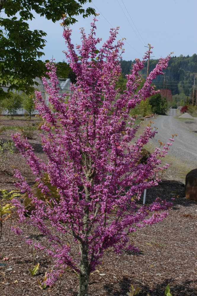 Avondale Chinese Redbud