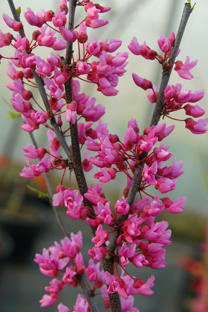 Appalachian Red Redbud