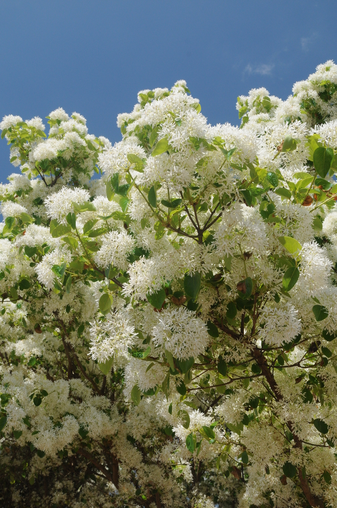 Chinese Fringetree