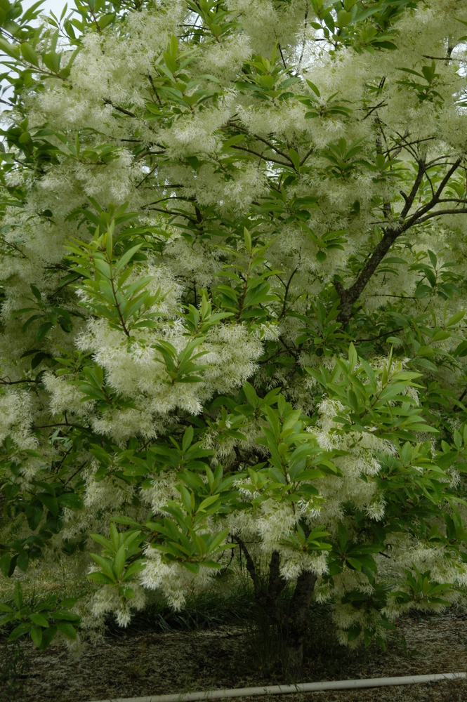 White Fringetree