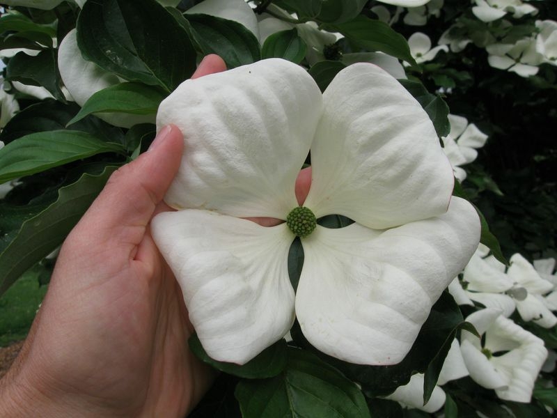 Venus Dogwood