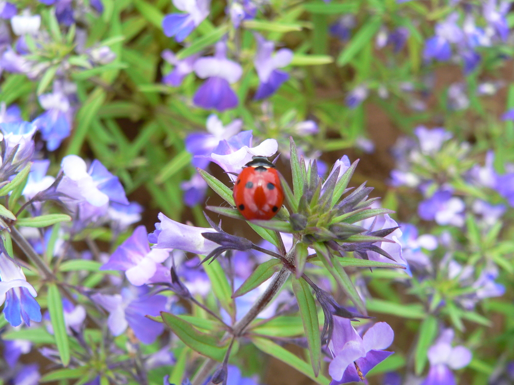 Large-flowered Blue-eyed Mary