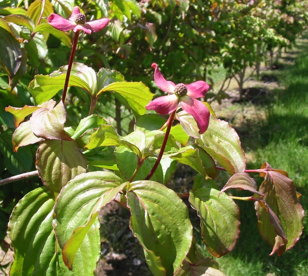 Radiant Rose Dogwood