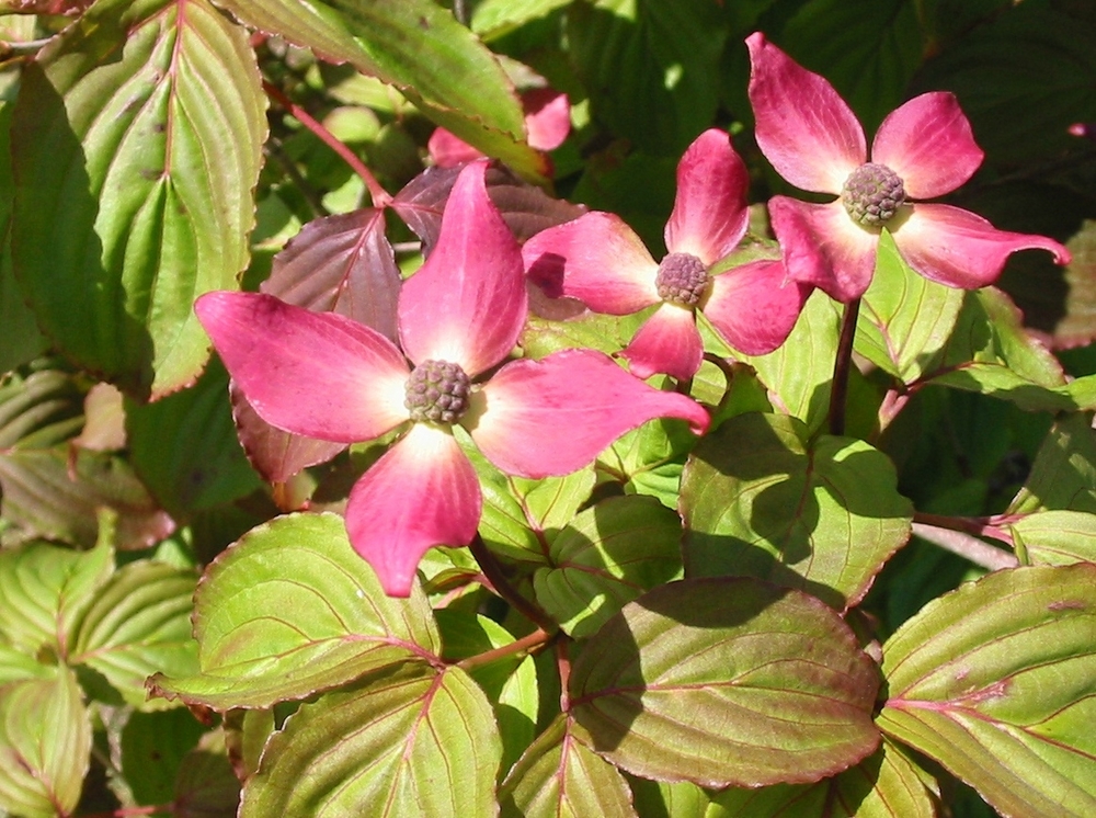 Radiant Rose Dogwood