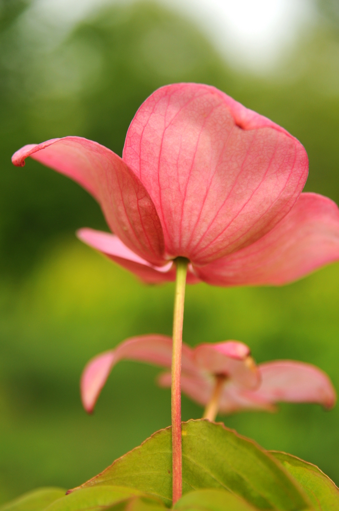 Satomi Dogwood