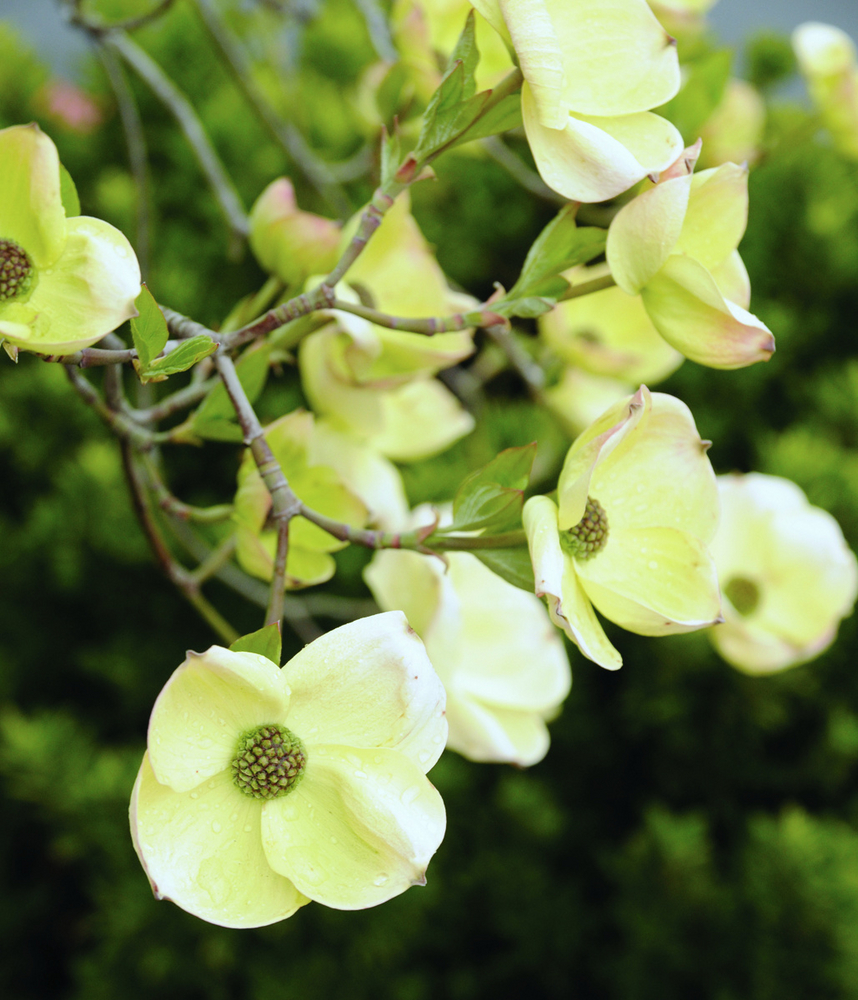 Pacific Dogwood