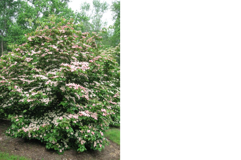 Rosy Teacups Dogwood