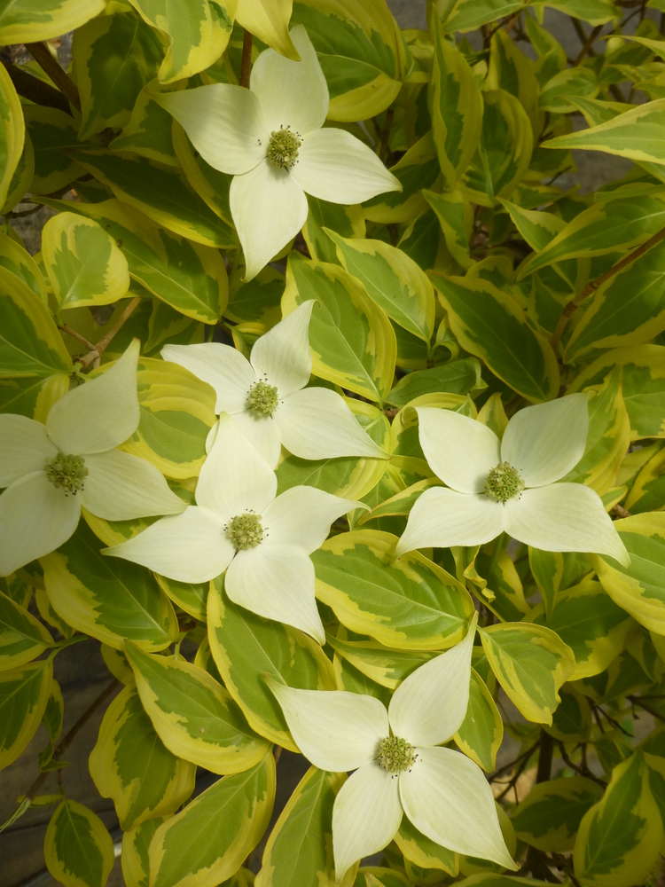 Summer Gold Dogwood