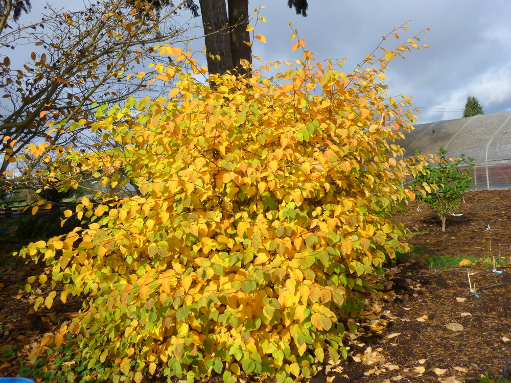 Buttercup Winterhazel