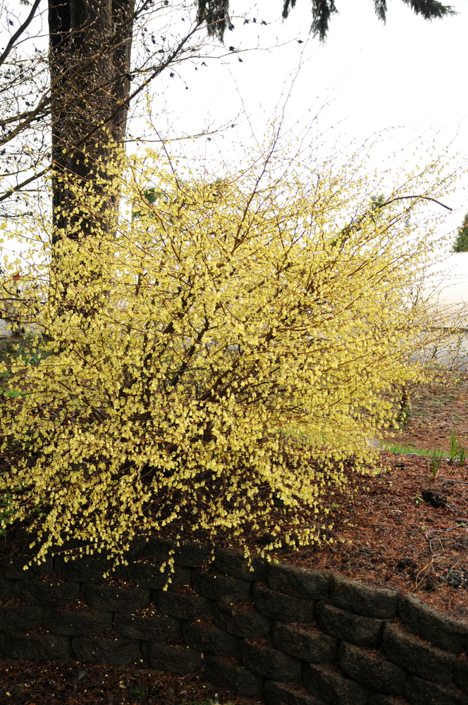 Buttercup Winterhazel