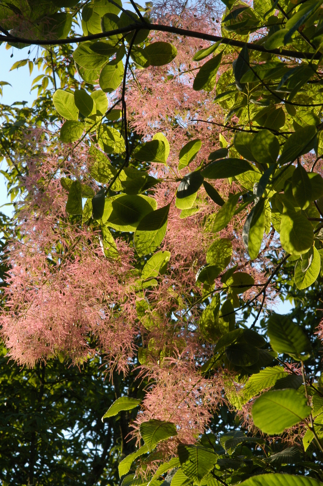 American Smoketree