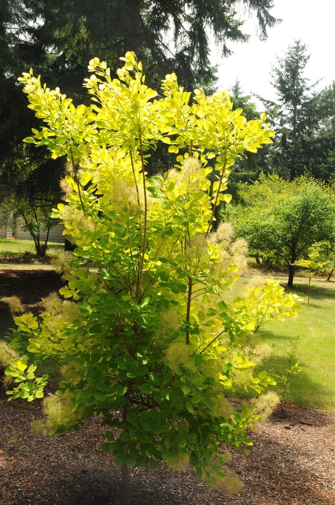 Golden Spirit Smoketree