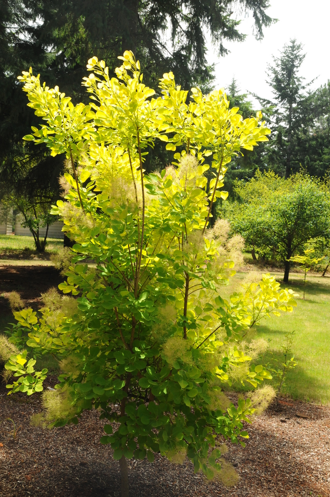 Golden Spirit Smoketree