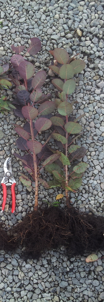 Purple Smoketree