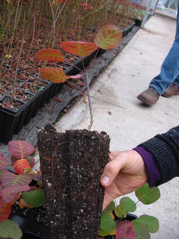 American Smoketree