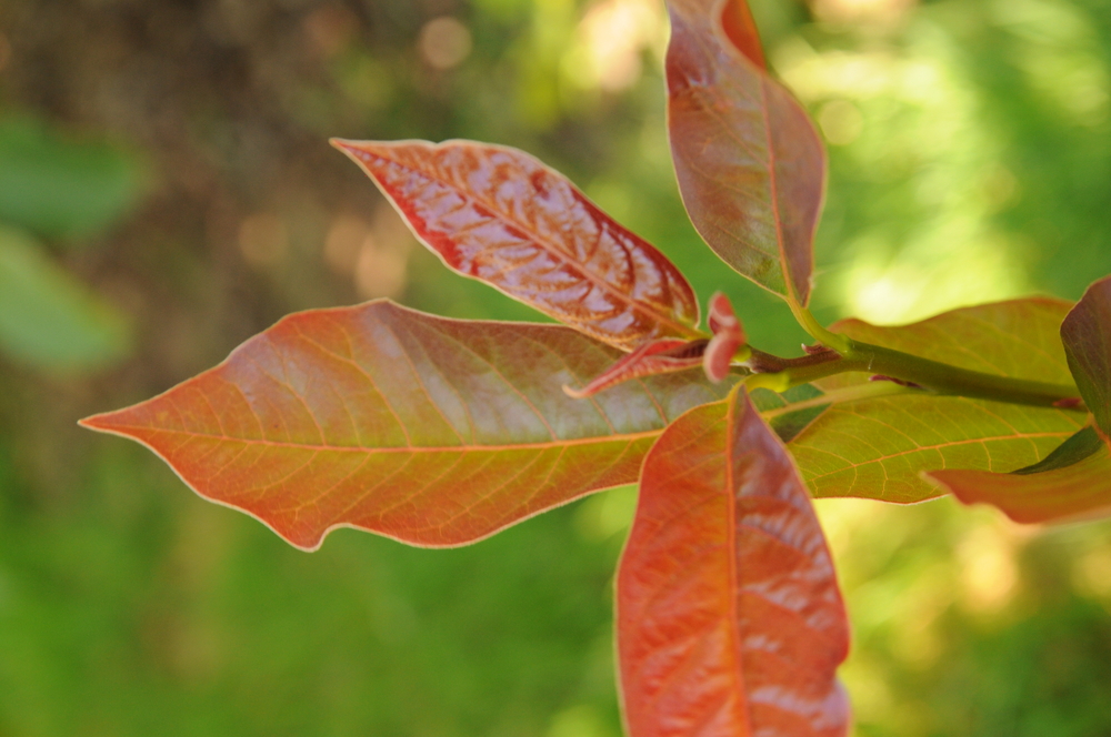 Wildfire Blackgum