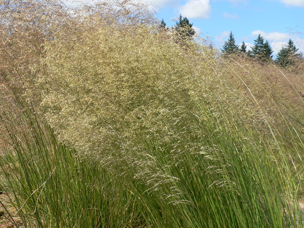 Tufted Hairgrass