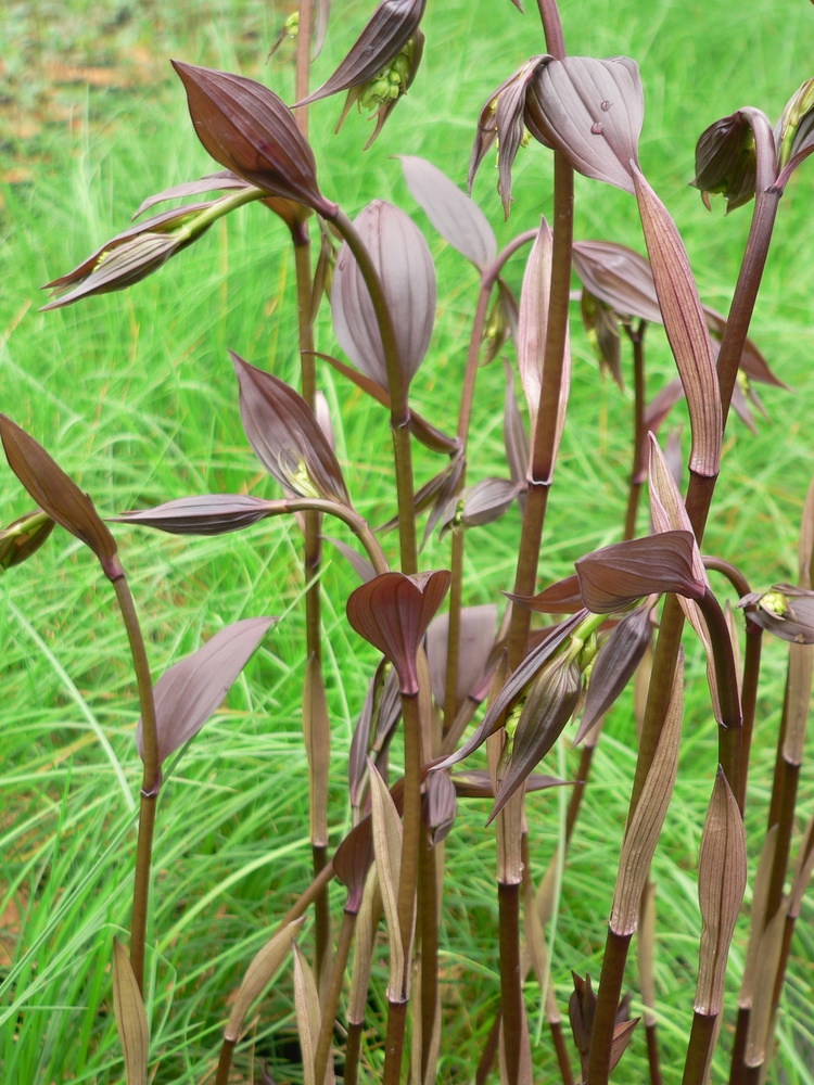 Night Heron Disporum