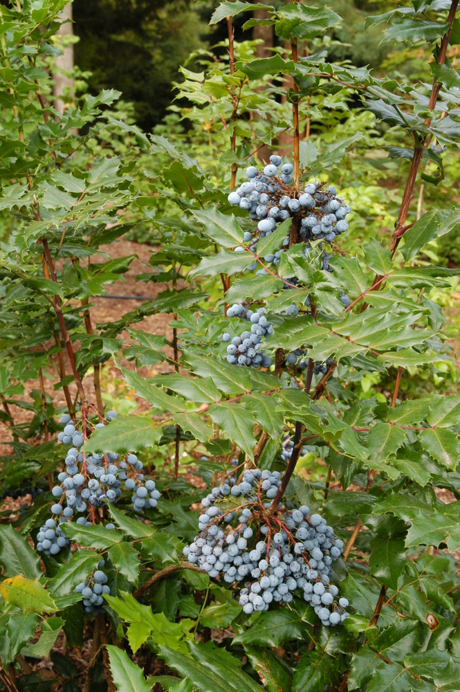 Oregon Grape