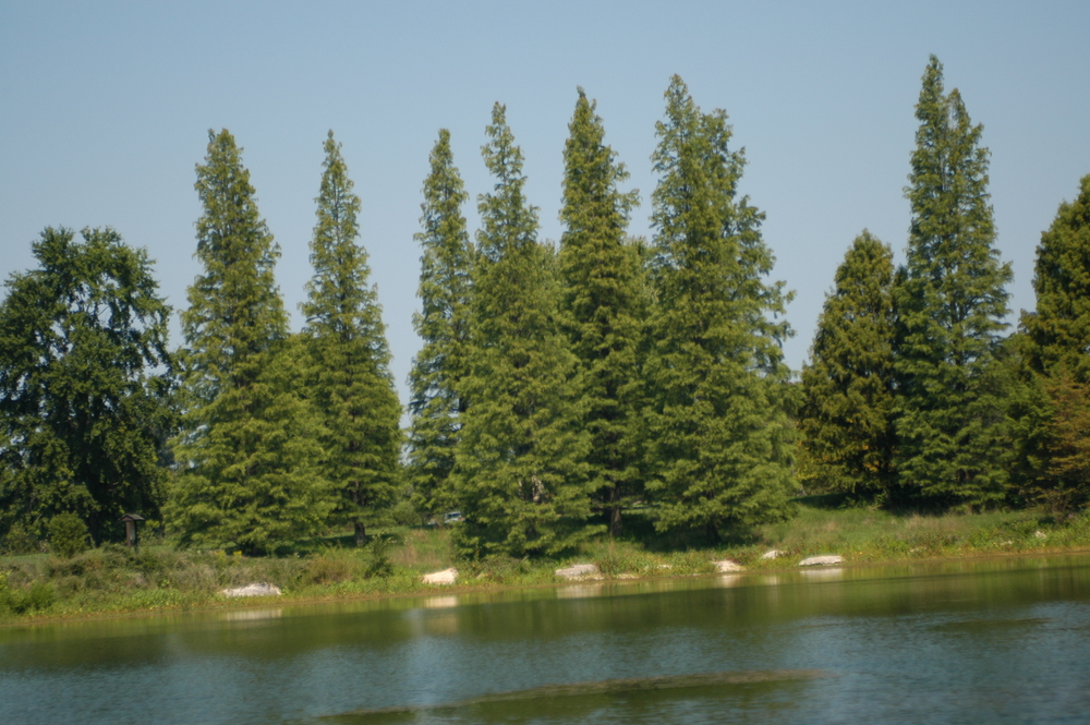 Shawnee Brave Baldcypress