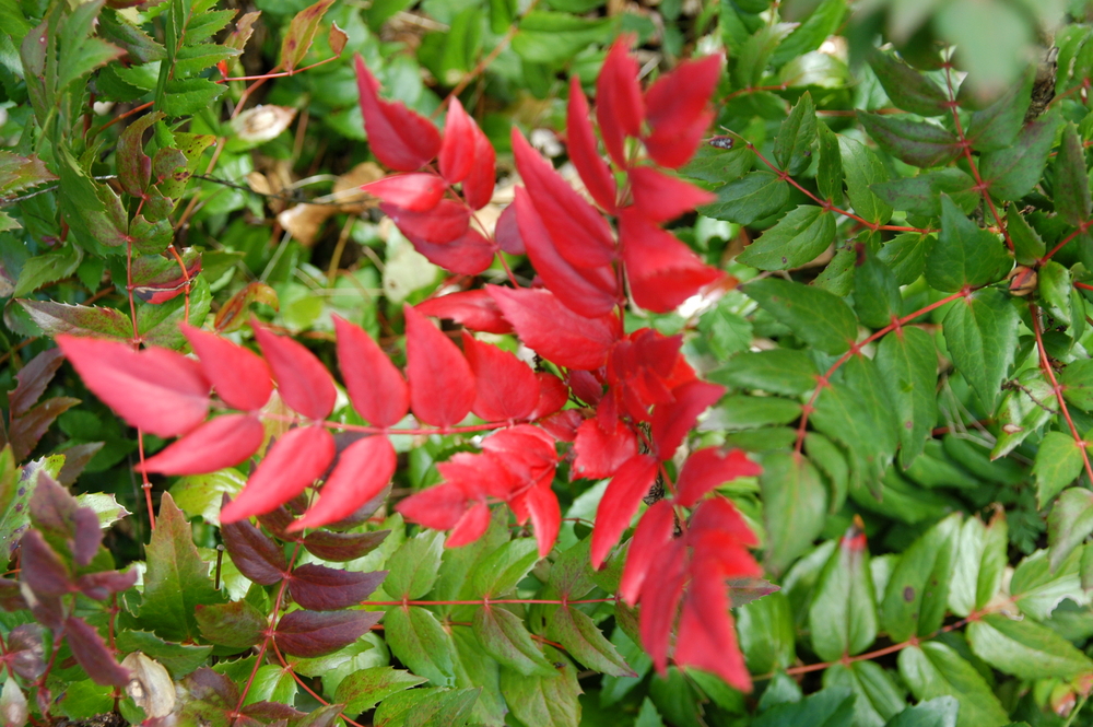 Cascades Mahonia