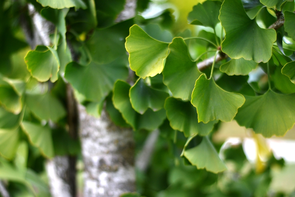 Princeton Sentry Ginkgo