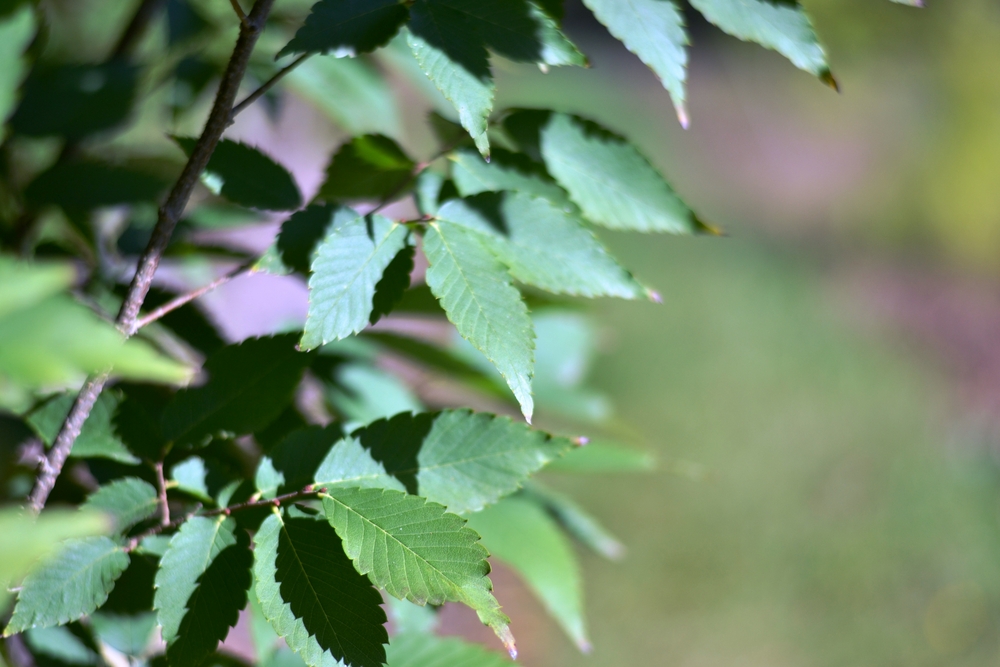 Village Green Zelkova