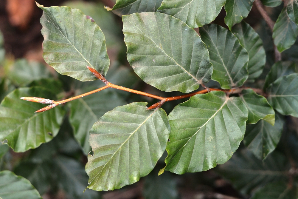 European Beech