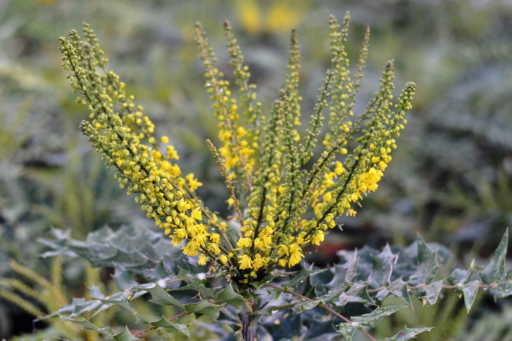 Winter Sun Mahonia