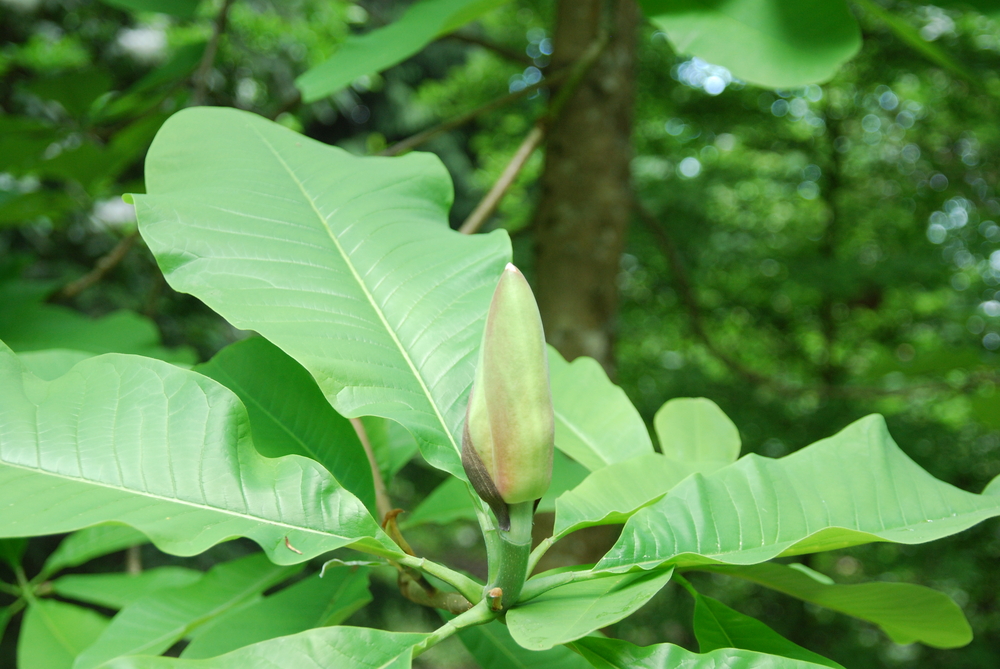 Bigleaf Magnolia