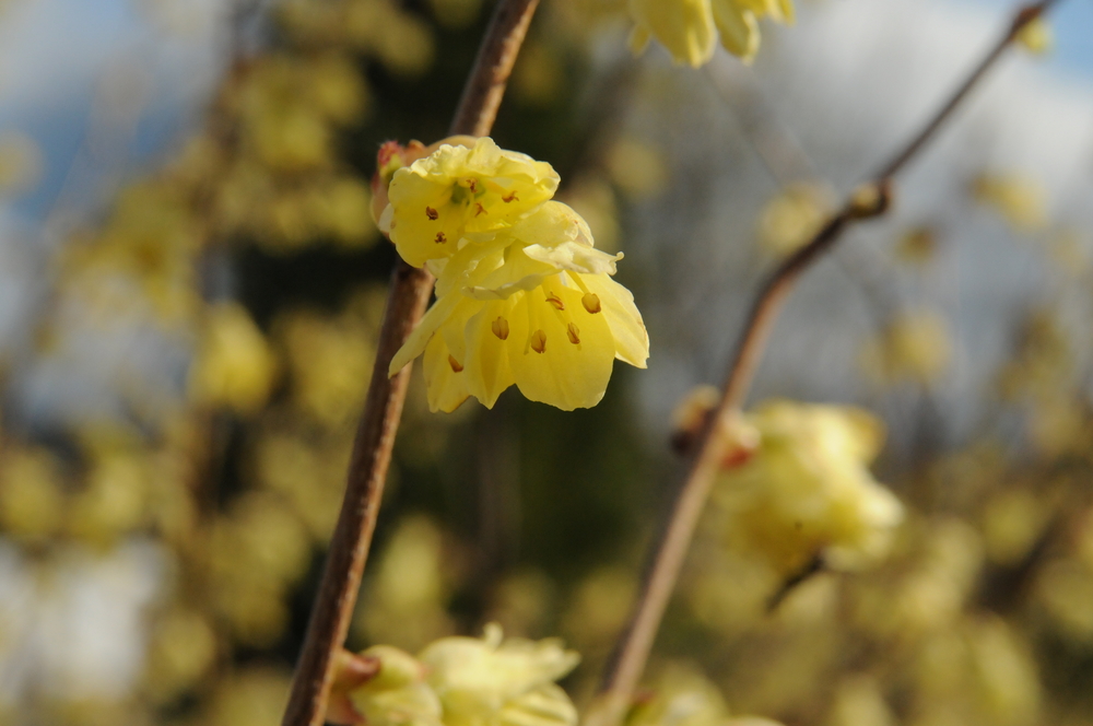 Buttercup Winterhazel