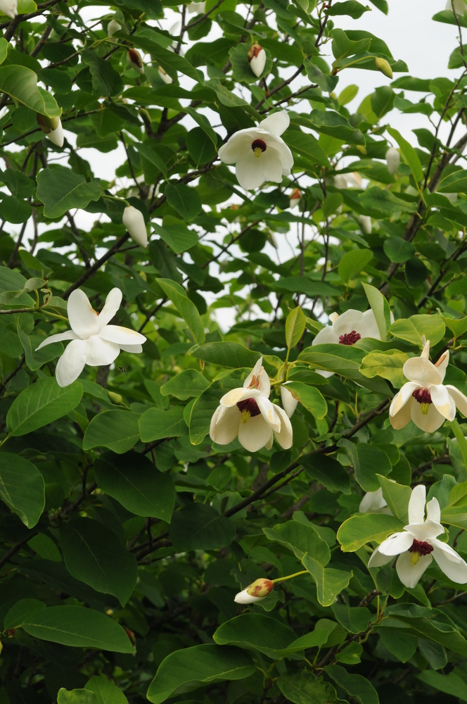 Oyama Magnolia