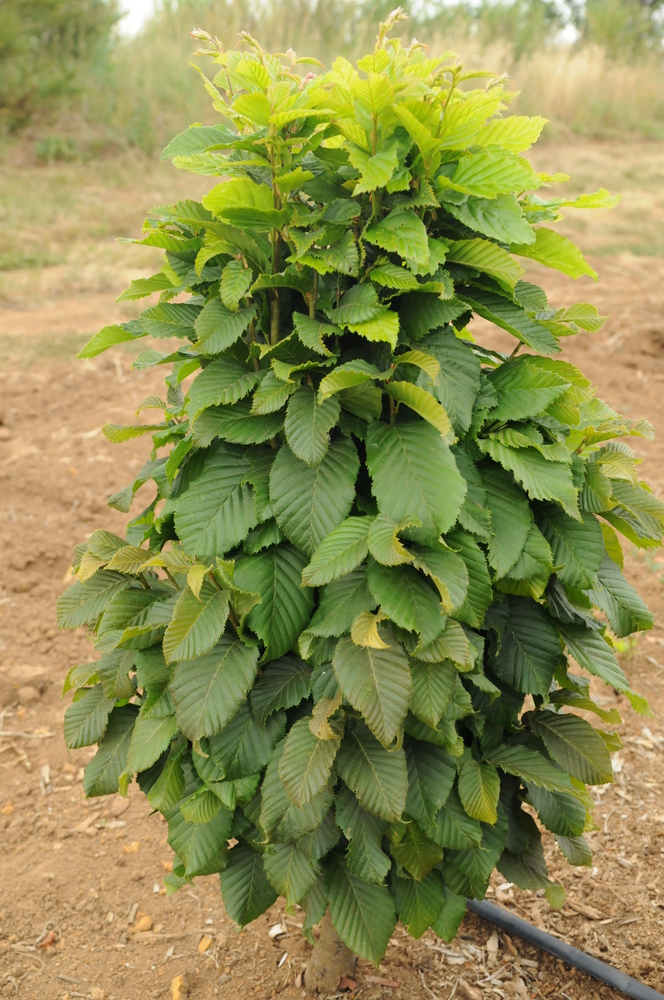 Dwarf Columnar European Hornbeam