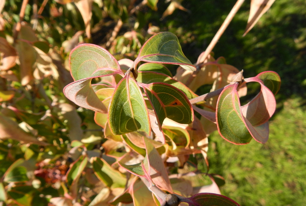 Big Apple Dogwood