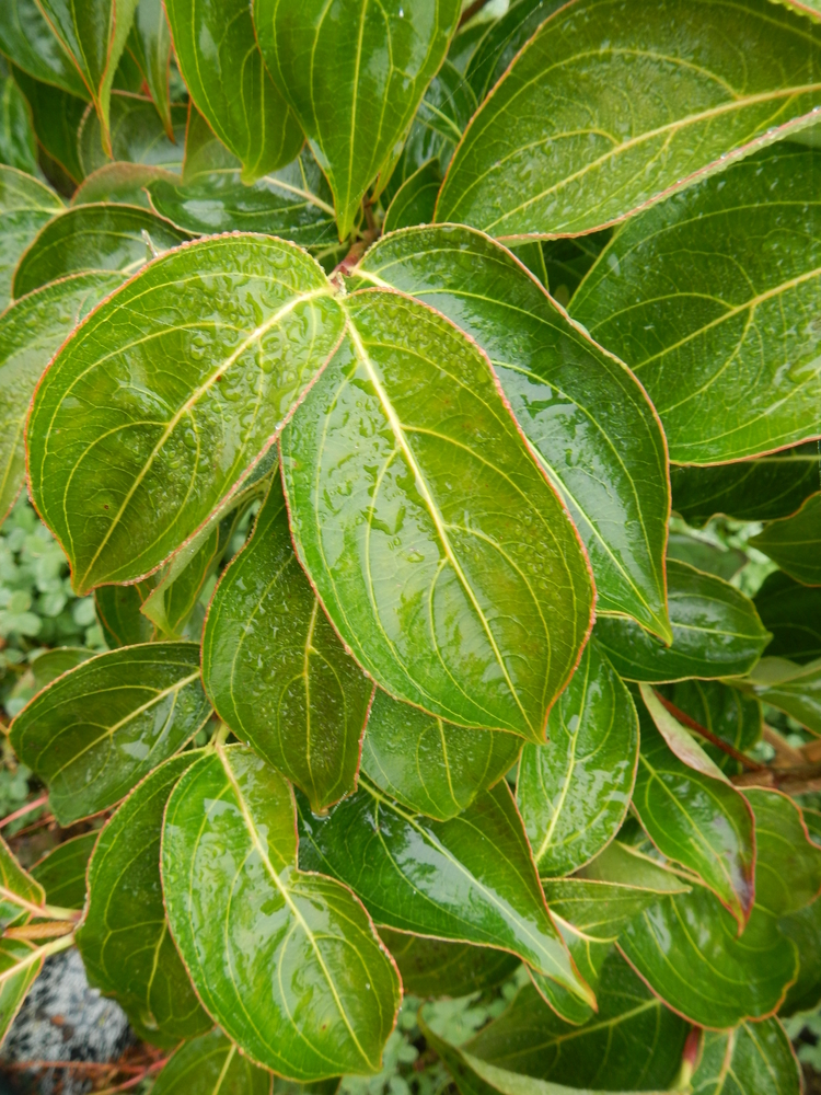 Milky Way Dogwood