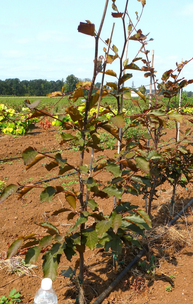 Riversii Purple European Beech