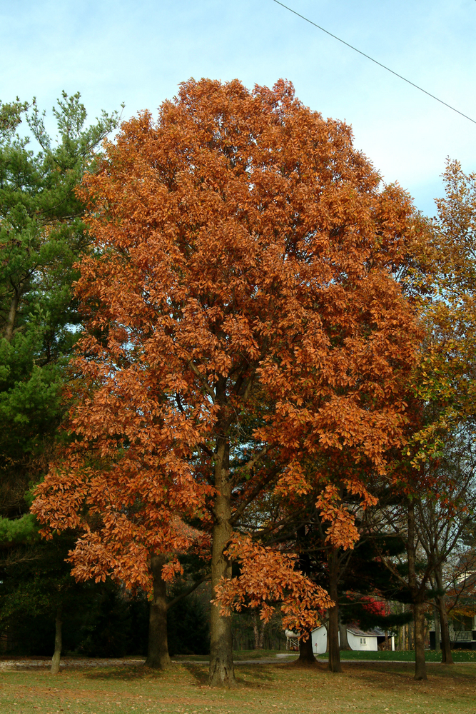 Forest Knight Hybrid Oak