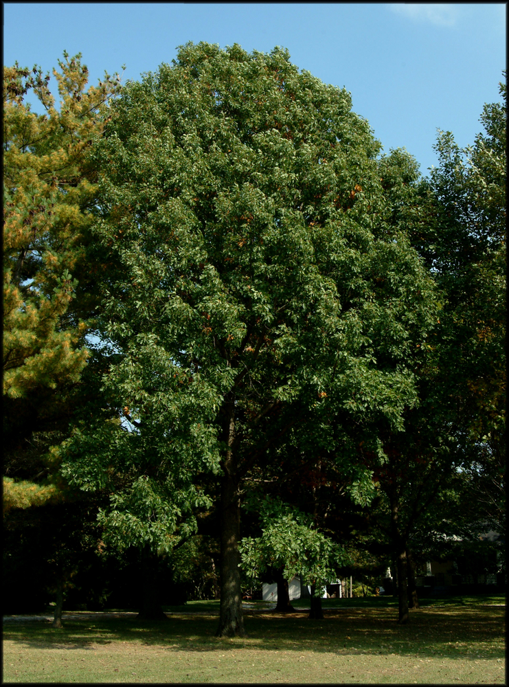 Forest Knight Hybrid Oak